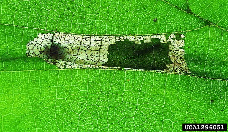 File:Phyllonorycter nicellii damage.jpg