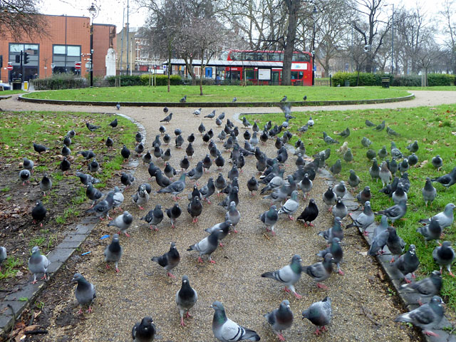 File:Pigeons in the park - geograph.org.uk - 2241885.jpg