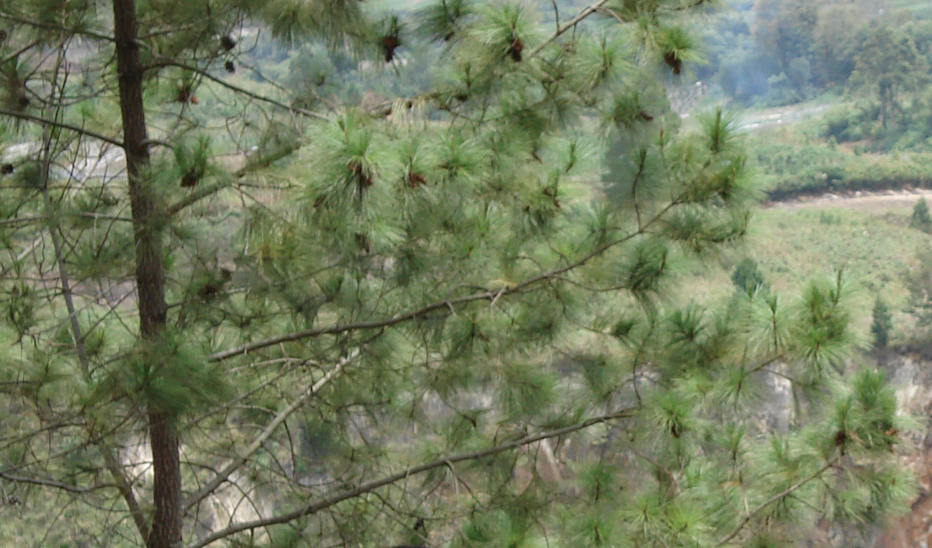 File Pinus  merkusii Toba1 jpg Wikimedia Commons