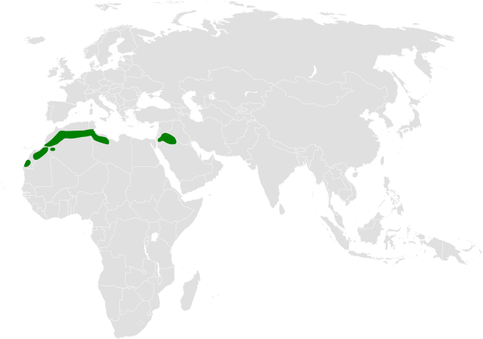 File:Ramphocoris clotbey distribution map.png