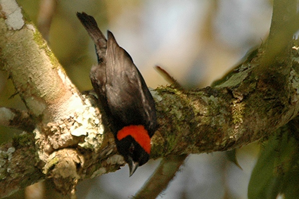 Red-headed malimbe