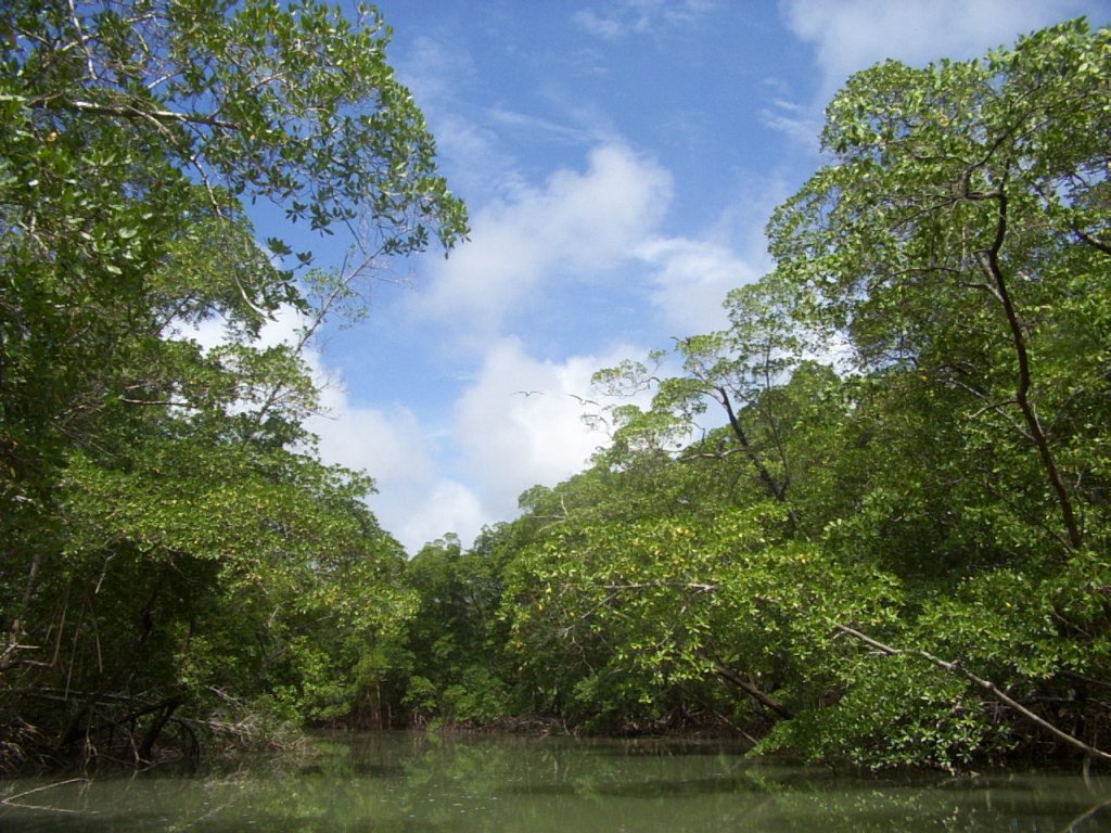 https://upload.wikimedia.org/wikipedia/commons/9/90/River_in_the_Amazon_rainforest.jpg