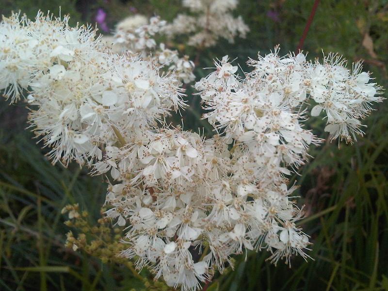 File:Rosales - Filipendula vulgaris - 1.jpg