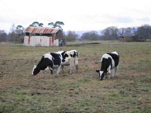 File:Rotting Sheds - geograph.org.uk - 96123.jpg