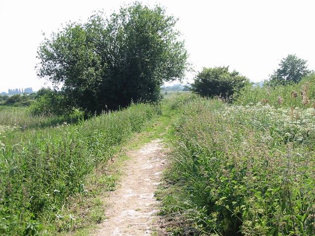 Section of the Stour Valley Walk through Stodmarsh nature reserve - geograph.org.uk - 462316