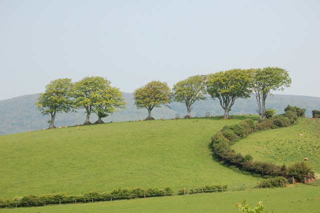 File:Seven Beech Trees on Copper Hill, Linhay. - geograph.org.uk - 244571.jpg