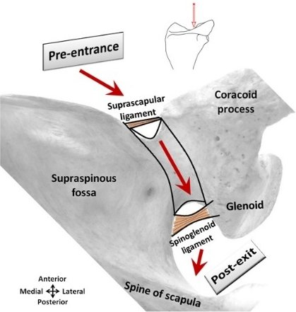 File:Suprascapular Canal Course Al-Redouan.png