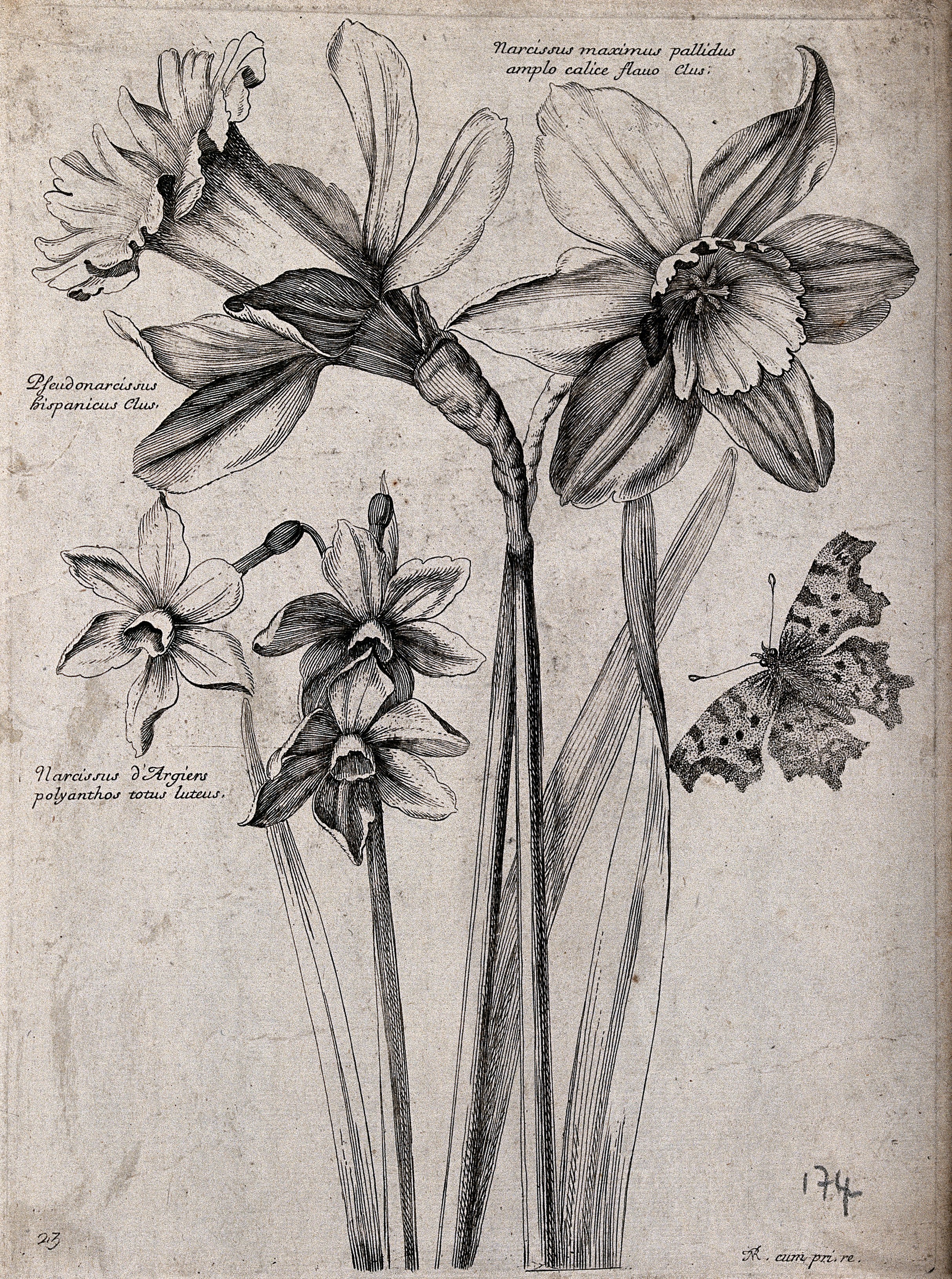 Three daffodils, including the wild daffodil (Narcissus pseu Wellcome V0044...