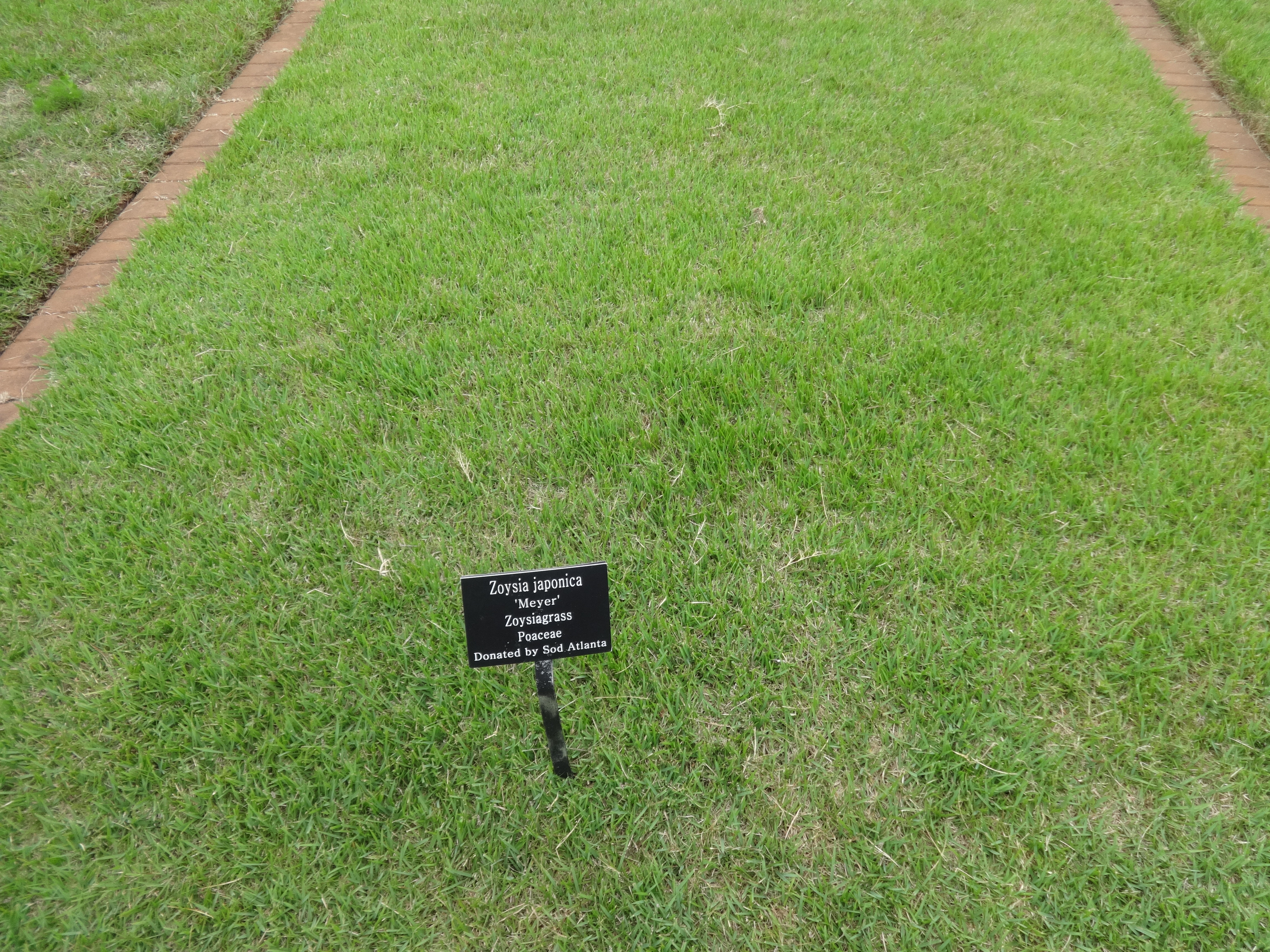 Zoysia Japonica Wikipedia