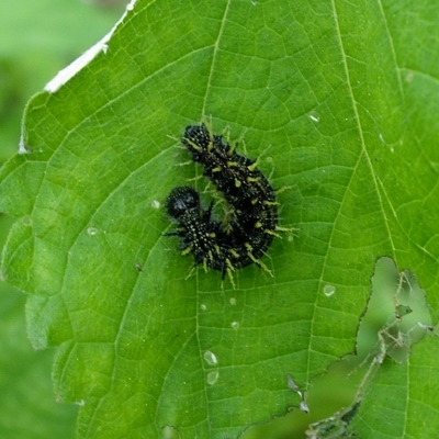 File:Vanessa indica larva.jpg