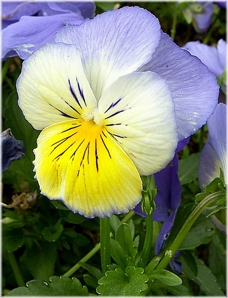 File:Viola x wittrockiana.jpg