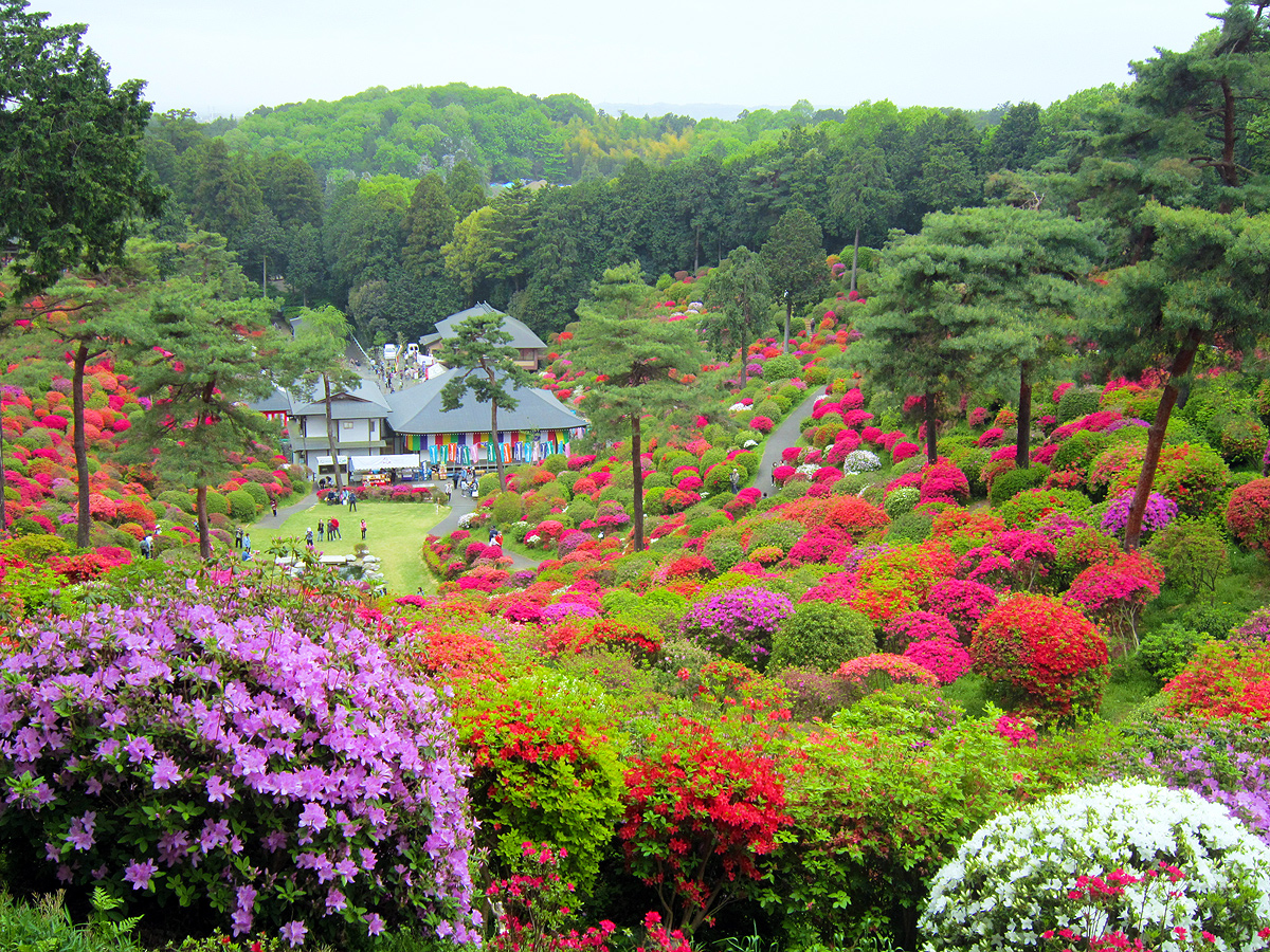 Японский сад растения Азалия