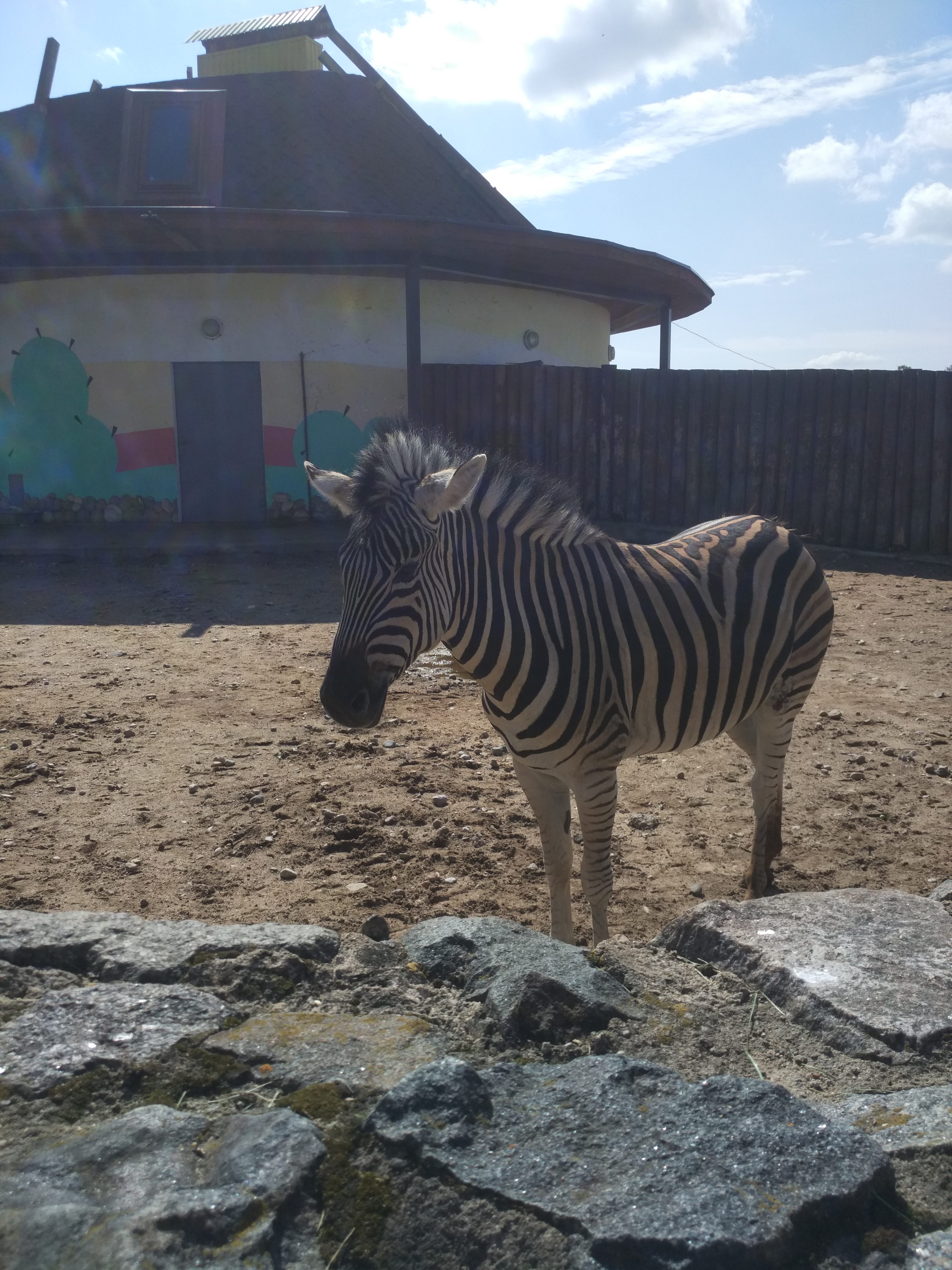 Минск zoo. Минский зоопарк Минск. Минский зоопарк осел. Минский зоопарк животные. Минский зоопарк ипподром.