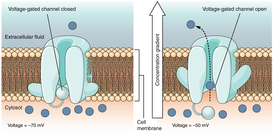 Ion Channel