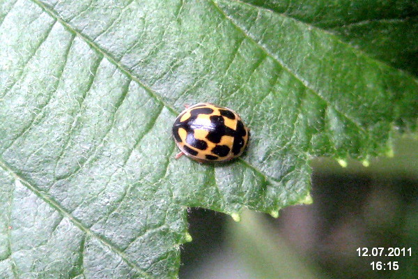 File:14-spot ladybird (SG) (5998570388).jpg