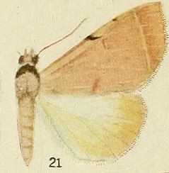 <i>Ctenusa</i> Genus of moths