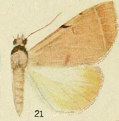 <i>Ctenusa</i> genus of insects