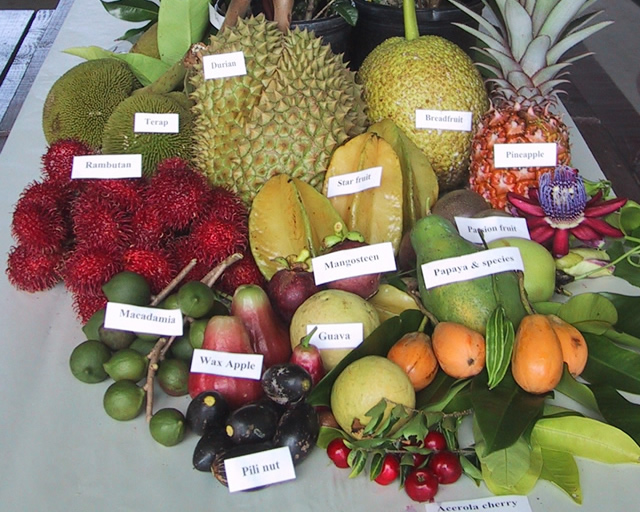 Les fruits exotiques ou tropicaux : kiwi, kumquat, litchi, mangue, noix de  coco, etc.