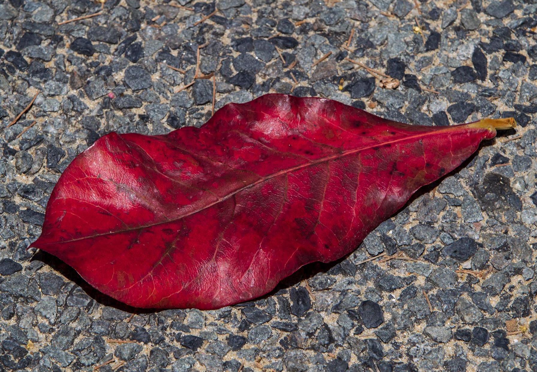 Better leaves 1.20. Fallen Leaf. Fallen leaves Дата выхода. Leaf 1. Фатсен a1 лист.