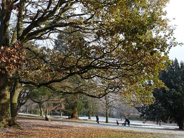 File:A winter walk in Belle Vue Park - geograph.org.uk - 2191597.jpg