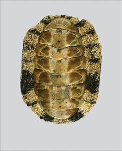 Opis obrazu Acanthopleura vaillantii.png.