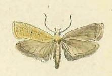 <i>Agonopterix squamosa</i> Species of moth