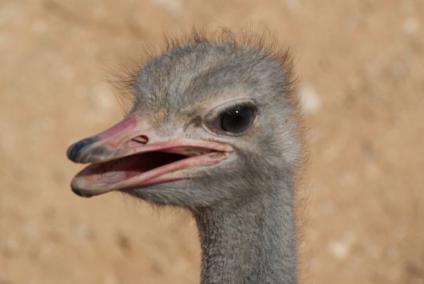 File:Al Ain Zoo Ostrich 2.JPG