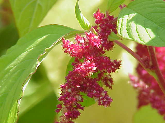 Amarante (plante) — Wikipédia