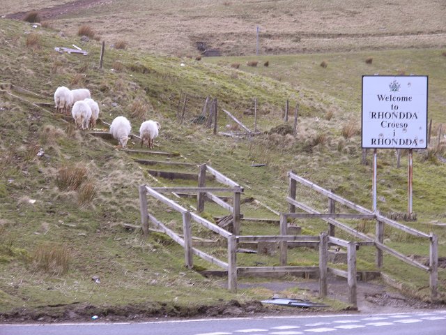 File:Amiable Sheep - geograph.org.uk - 361967.jpg