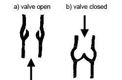 Anatomy and physiology of animals Valves in a vein.jpg