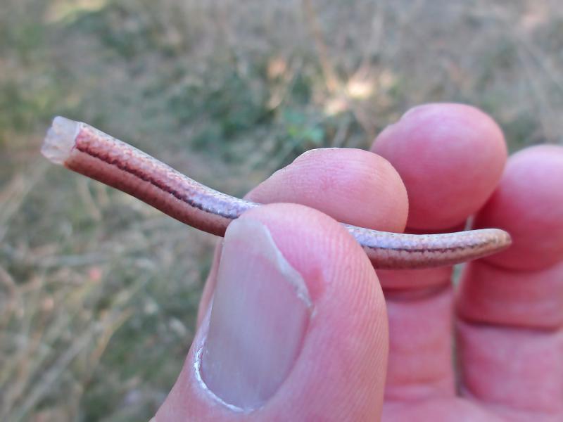 File:Anguis fragilis (Anguidae sp.), Swalmen, the Netherlands.jpg