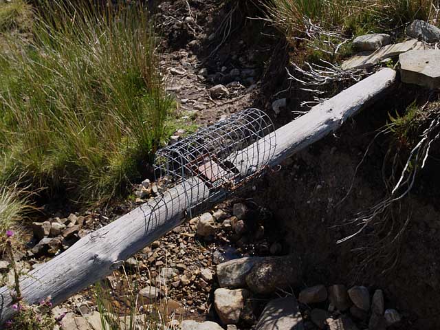 File:Animal trap - geograph.org.uk - 518364.jpg