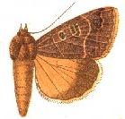 <i>Ophiusa melaconisia</i> Species of moth