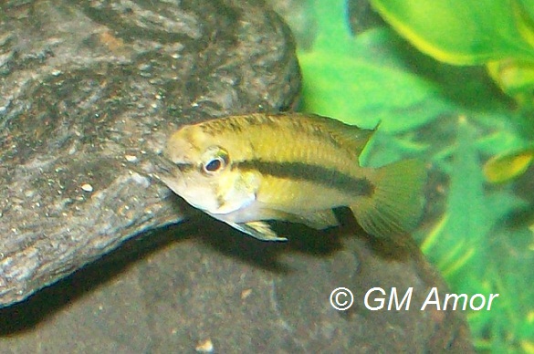 File:Apistogramma trifasciata female.jpg