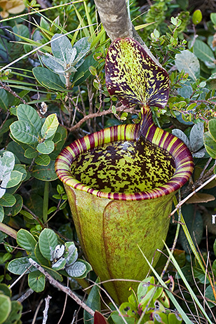 Nepenthes attenboroughii