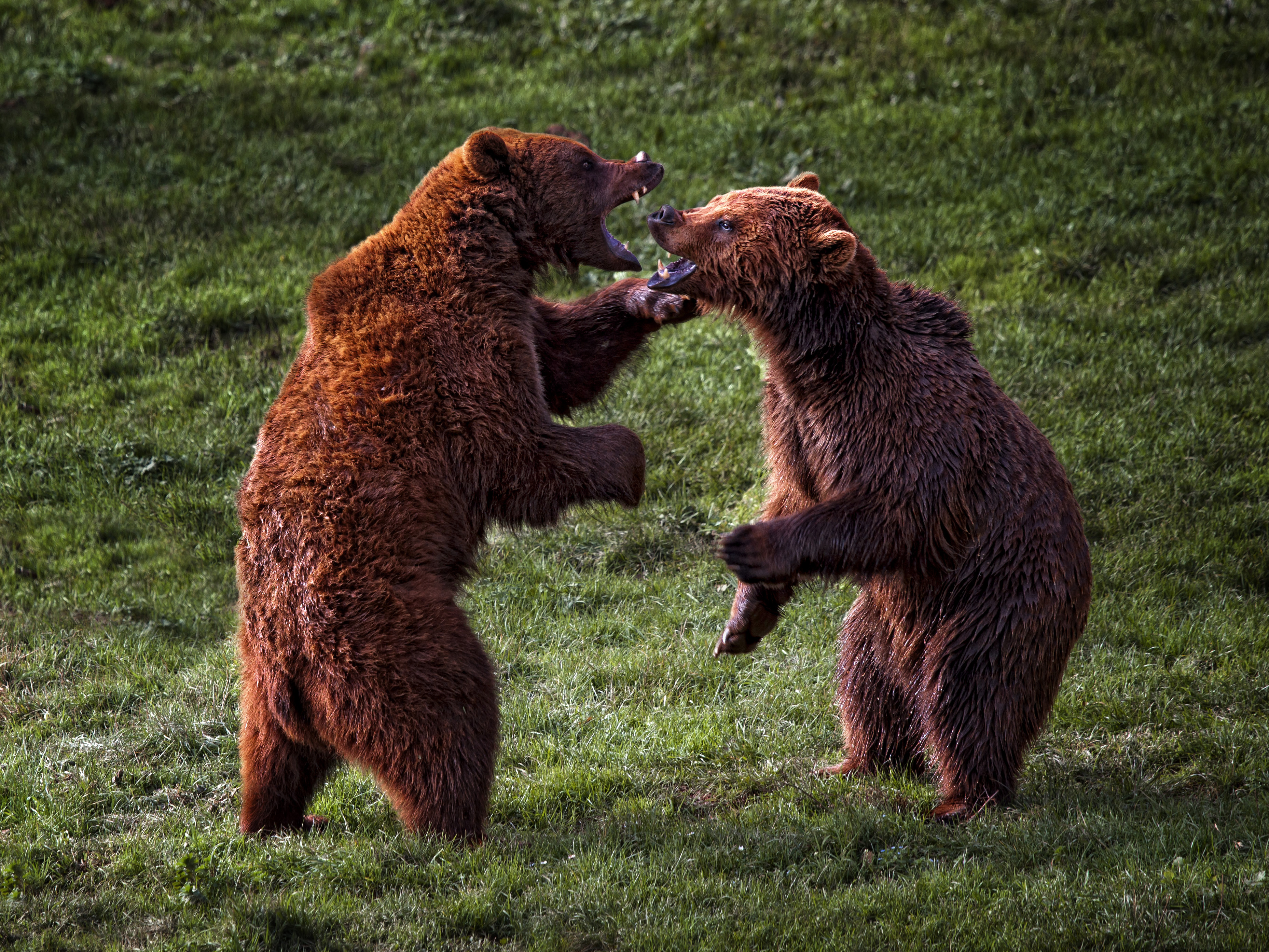 Развлечения медведей. Медведь Гризли нападает. Медведь Гризли нападение. Бурый медведь нападение Гризли. Медведи дерутся.