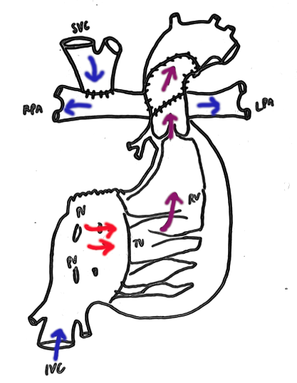 File:Bidirectional Glenn hand drawn.png