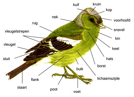 Redding Wortel interval geschiedenis van de vogel - vogels