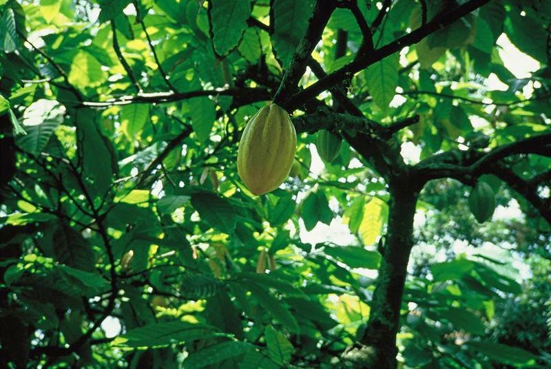 File:Cacao.jpeg