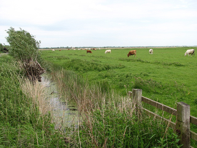 File:Cattle in the Halvergate marshes - geograph.org.uk - 821522.jpg