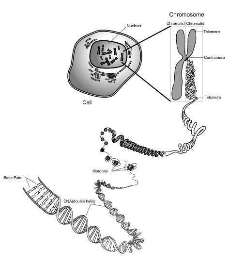 File:Chromosome.gif