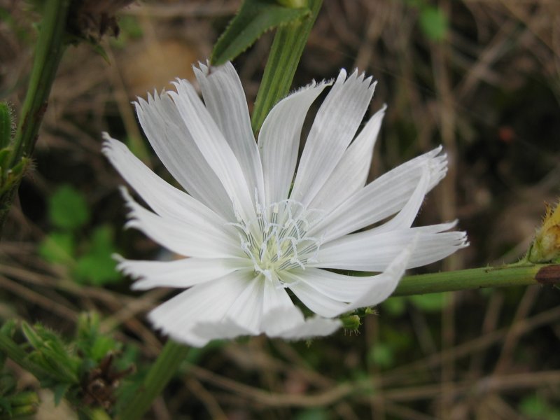 File:Cichorium intybus.jpeg