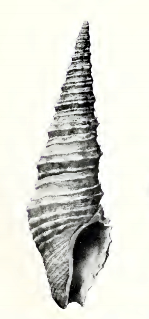 <i>Compsodrillia haliplexa</i> Species of gastropod