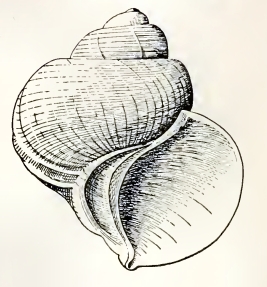 <i>Crossea gatliffi</i> species of mollusc