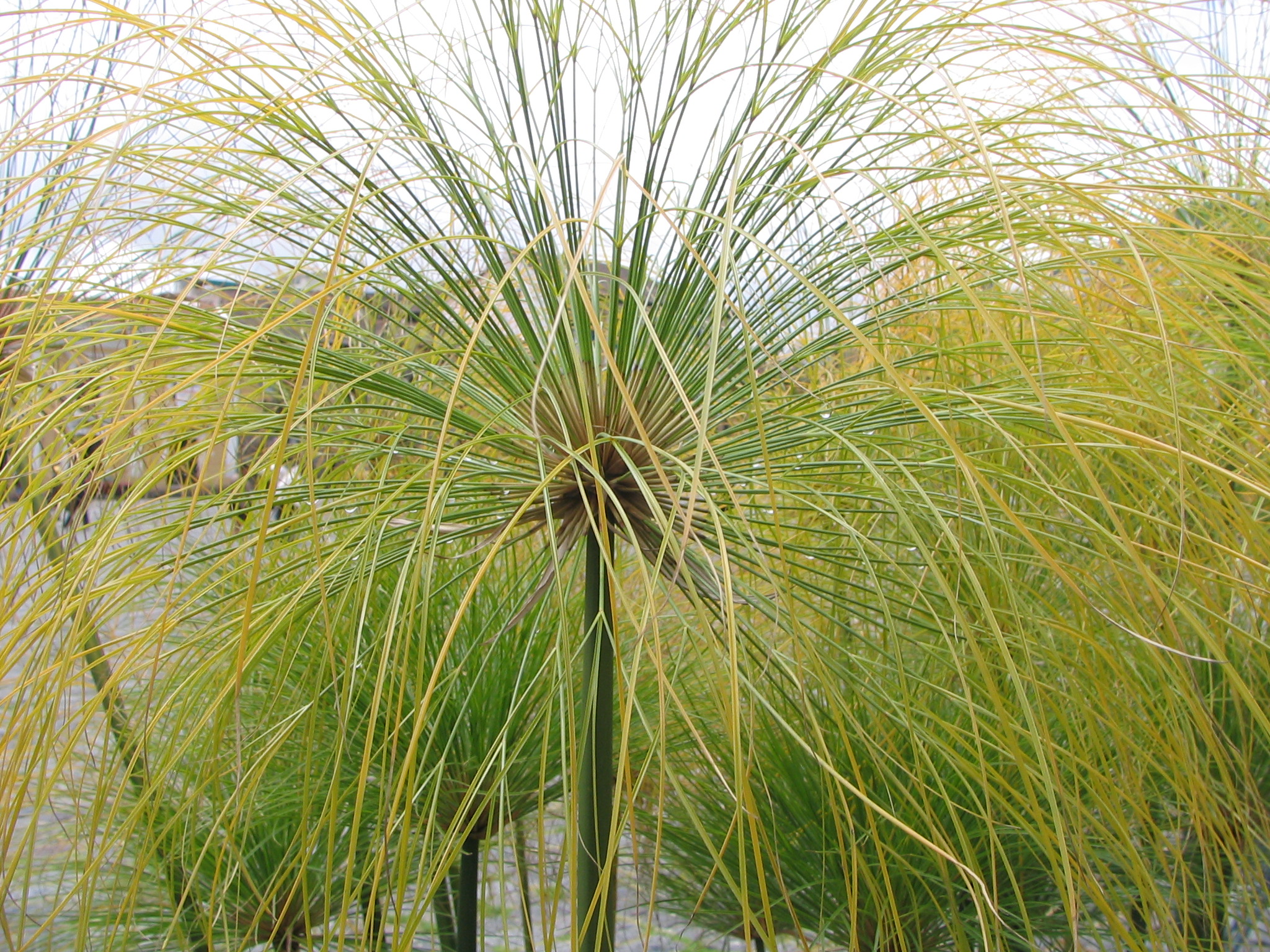 File:Cyperus papyrus 1zz.jpg - Wikimedia Commons