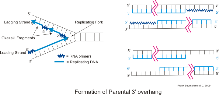 RNA Replication. РНК праймер в репликации. Оверхенг ДНК. Репликация ДНК ФРАГМЕНТЫ Оказаки.