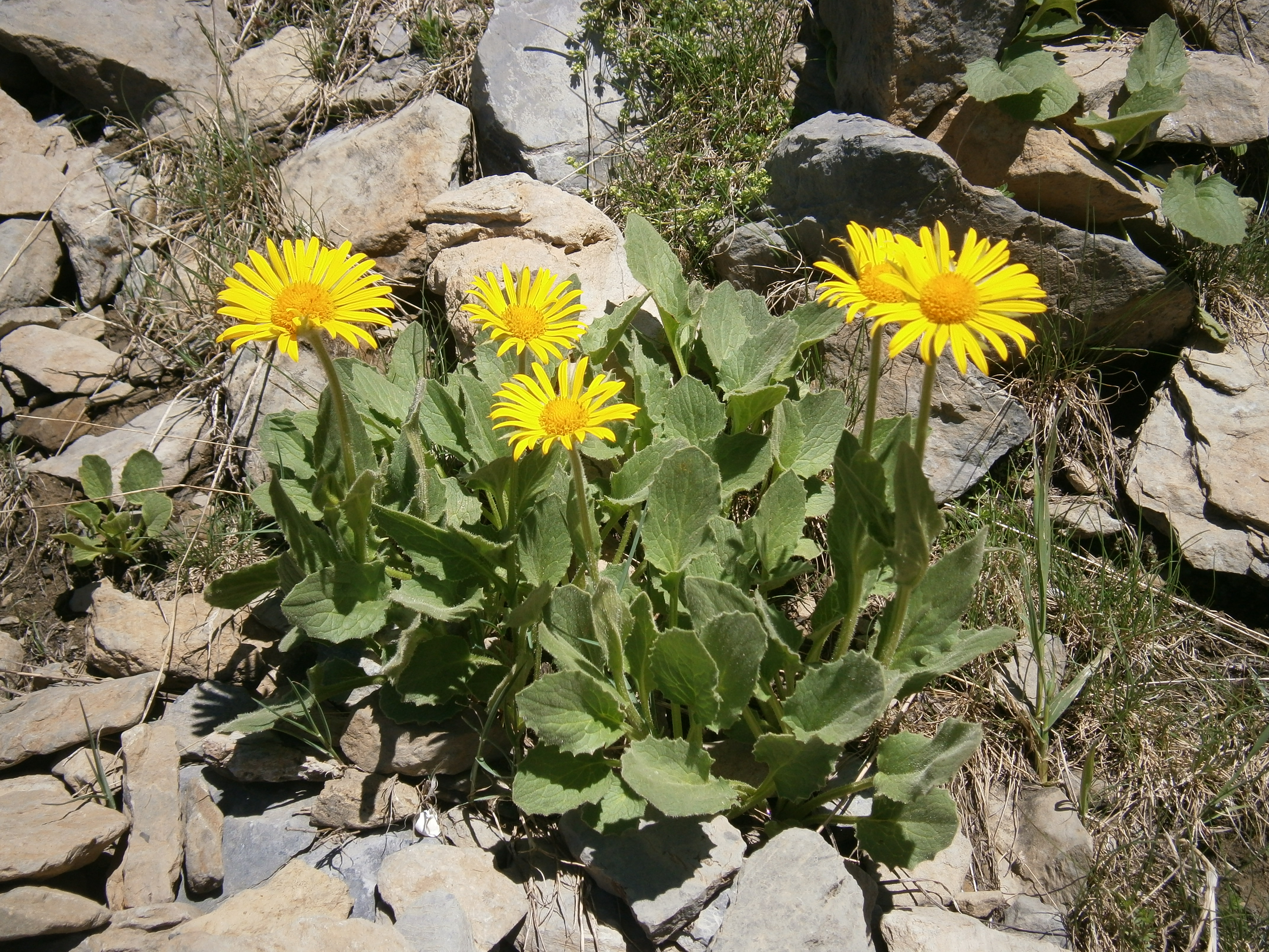 Semis de Doronicum Doronicum_clusii_001