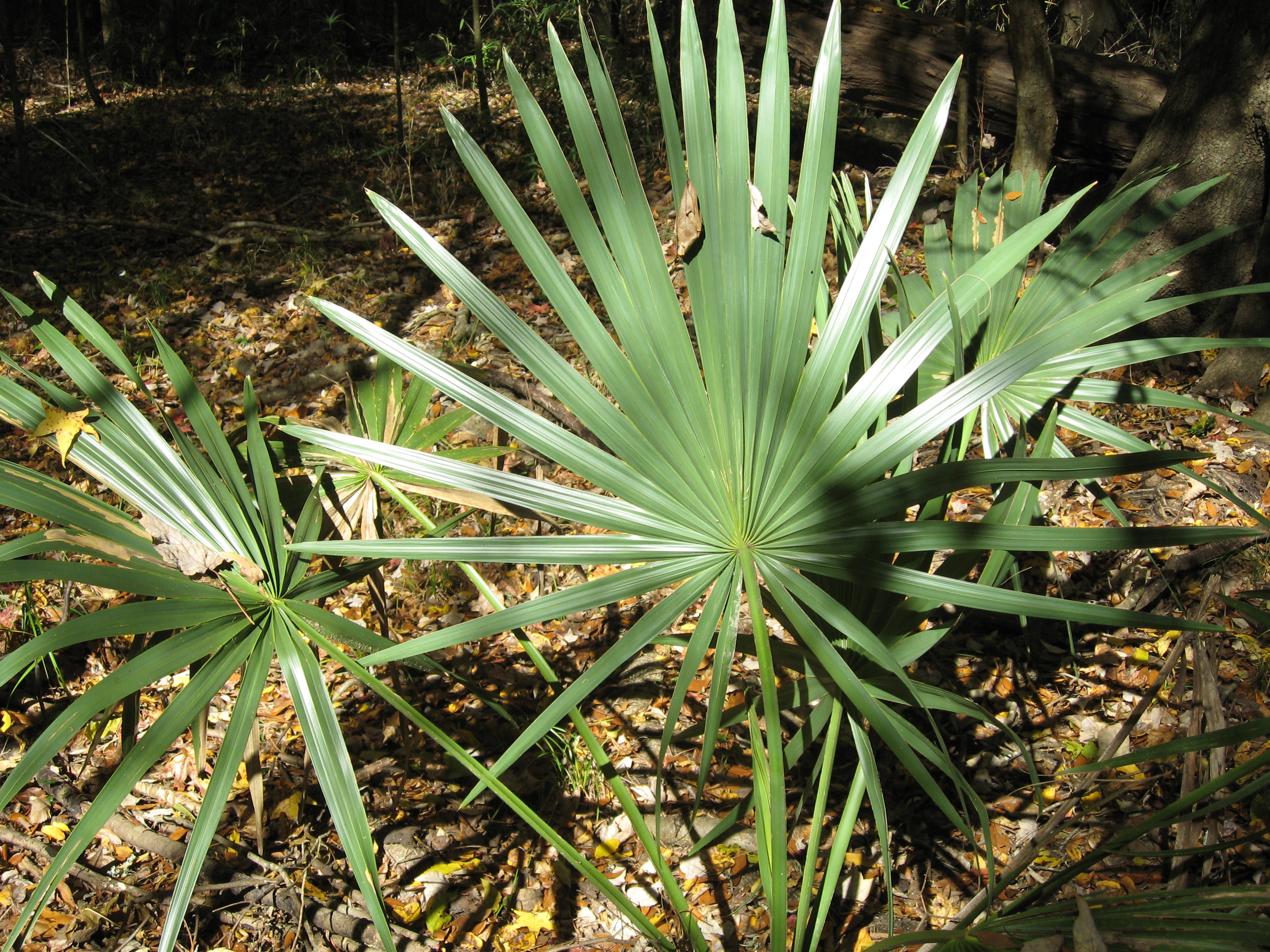 開店祝い サバルヤシ サバル・ミノール Sabal minor 植物/観葉植物