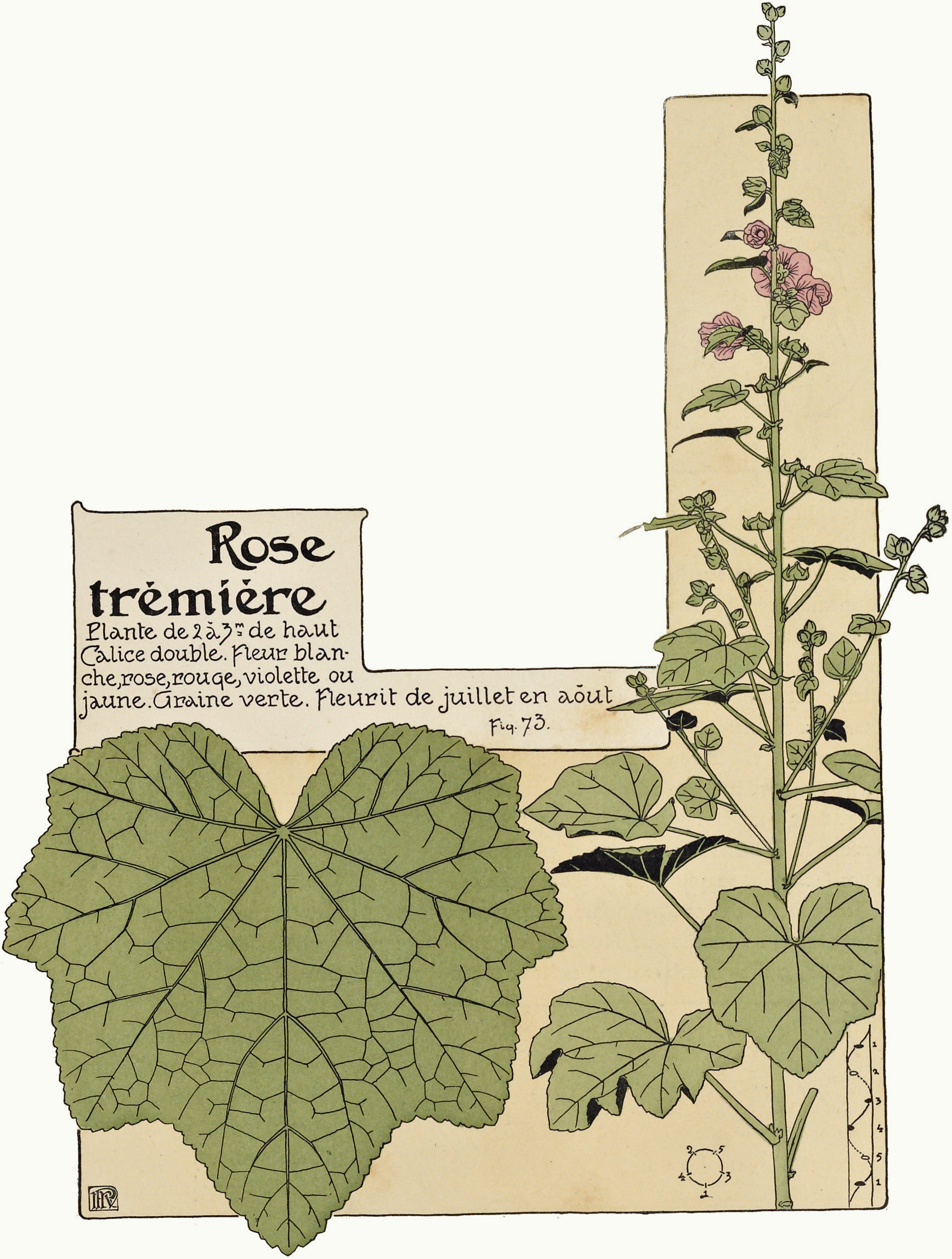 Fileetude De La Plante P63 Fig73 Rose Trémièrejpg