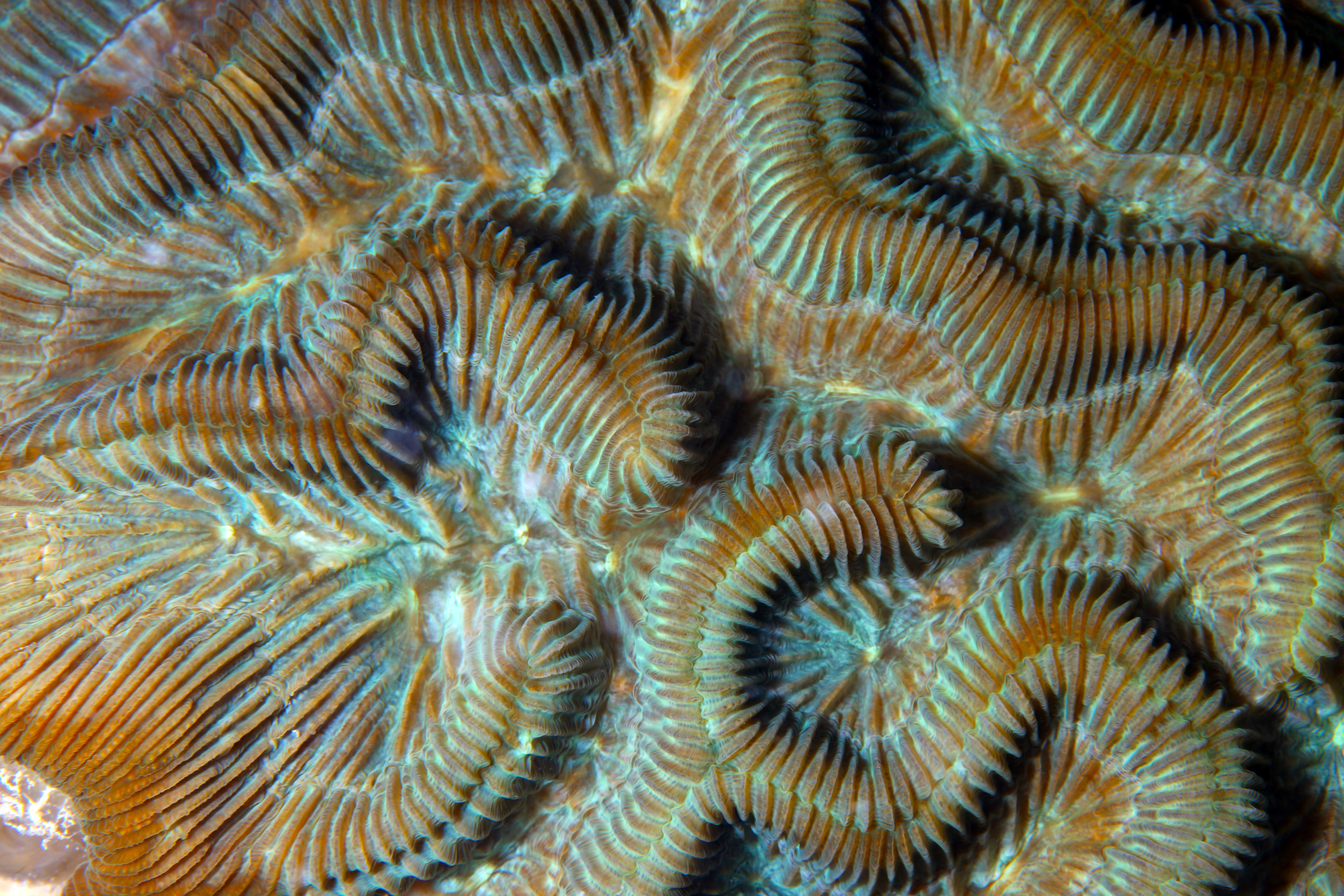 Coral waves. Вейв коралл Крам. ELPA Coral (волна 2шт. Коралл+крупнопористый), шт.